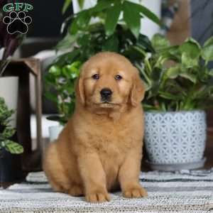 Brody, Golden Retriever Puppy